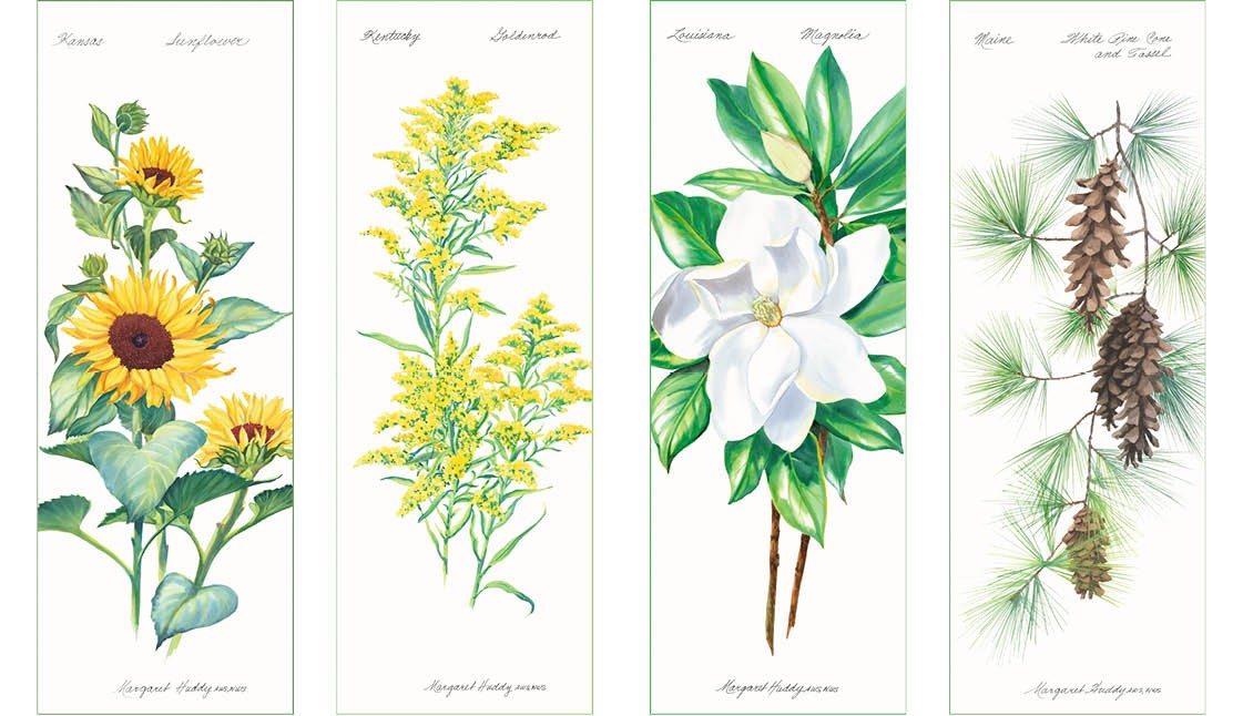 Kansas, Kentucky, Louisiana, and Maine State Flowers
